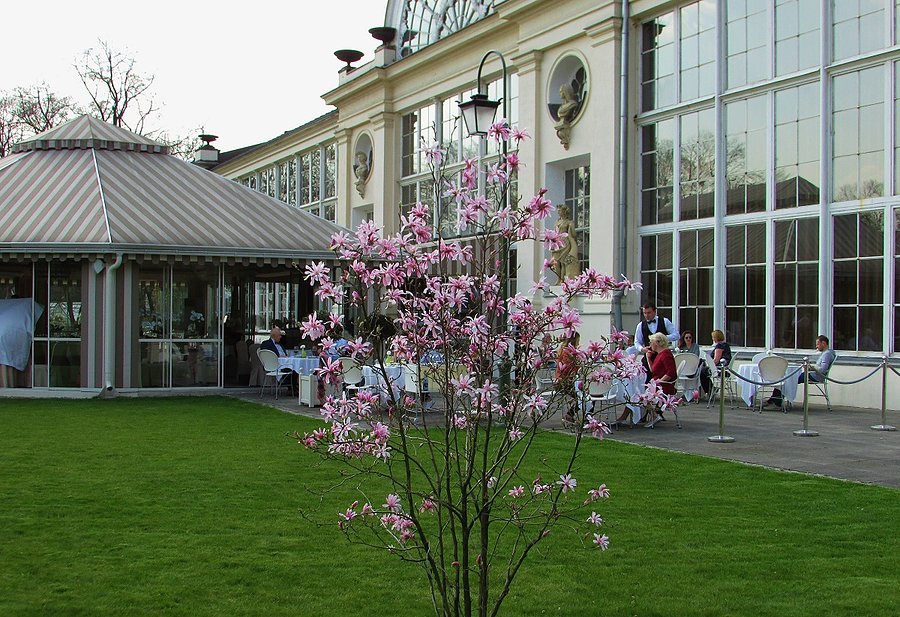 Magnolie przed Nową Pomarańczarnią