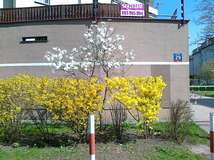 Już kwitną