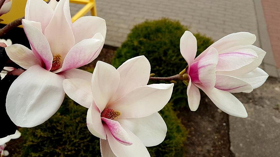 Magnolie w Reptowie