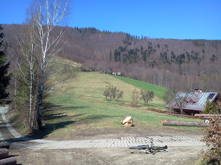 Bucznik
