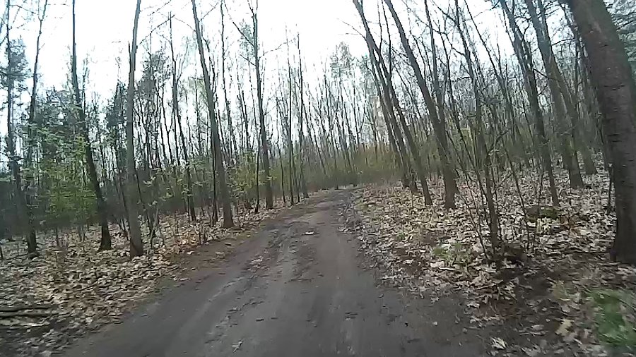 W lesie też nie ma tragedii