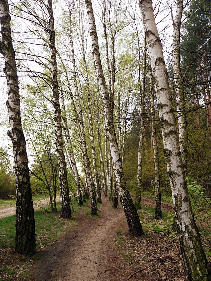 Brzózki