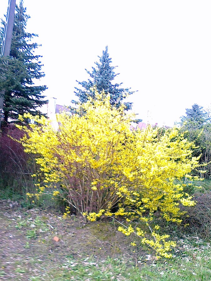 Forsycje dla Katanki