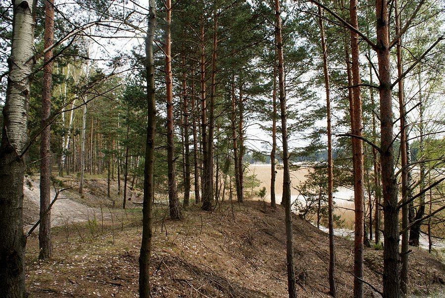 Górki leśne - okolice Smardzewic