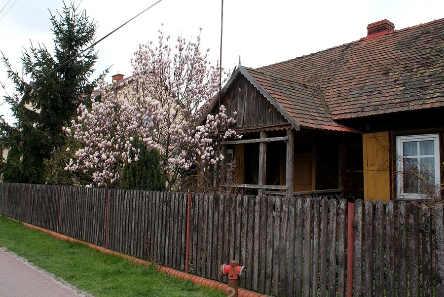 Stara chata i magnolia