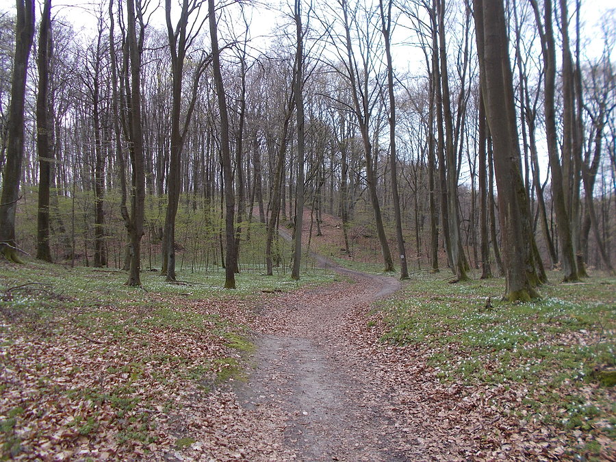 W Bażantarni