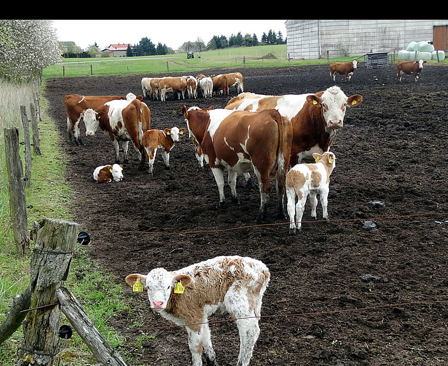 Niemieckie krowy wraz z potomstwem