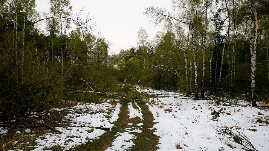 Połamane drzewa
