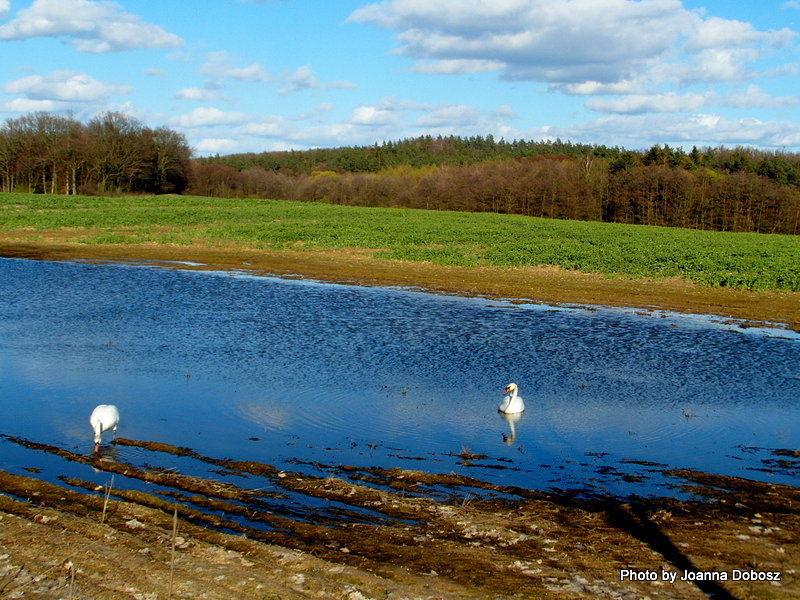 Kociewie wiosną