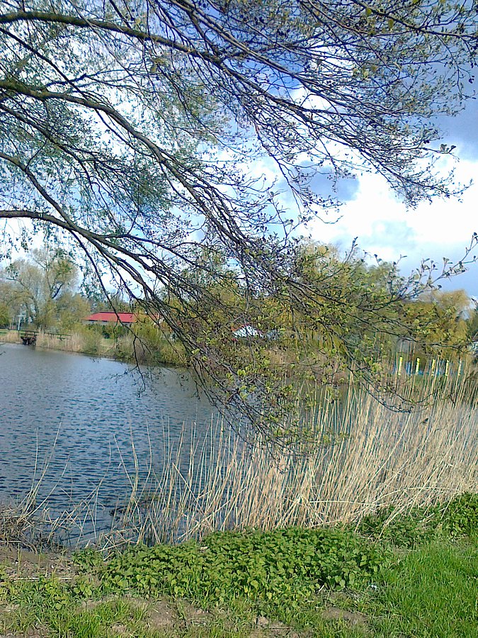 Drugi staw