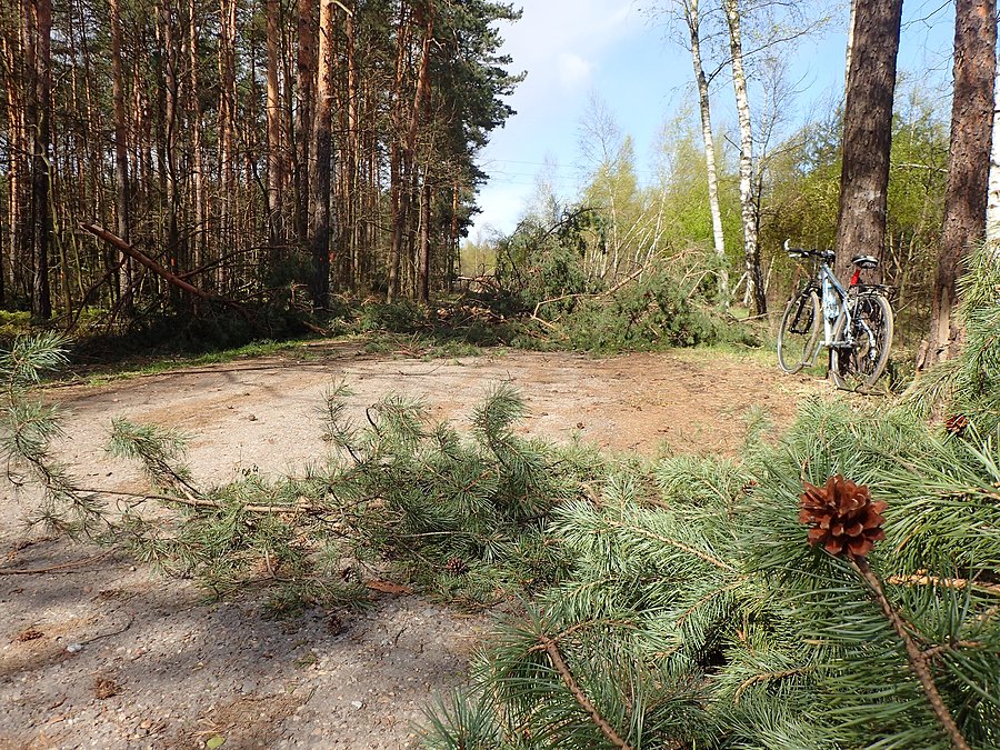Połamane drzewa