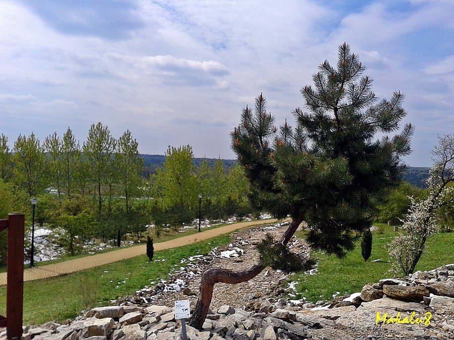 Ogród botaniczny Sośnia Góra