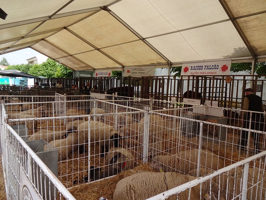 Market