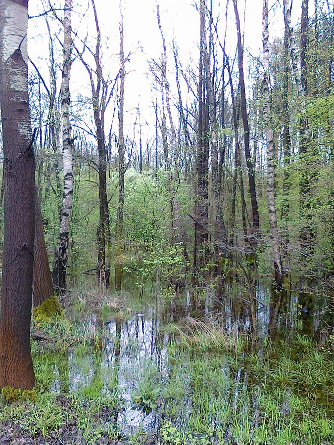 Bagno w rezerwacie "Łosiowe błota"
