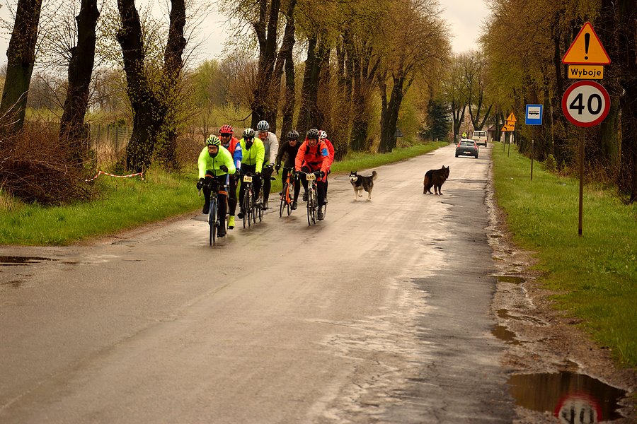 Lubelska fauna wita rowerzystów