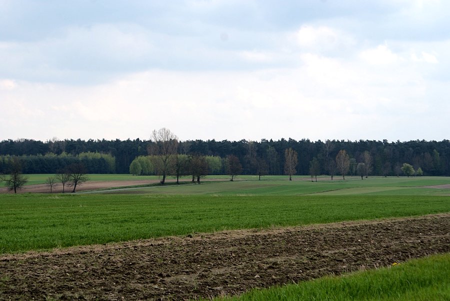 Lasy w koło