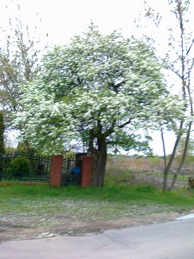 Kwitnąca czeremcha