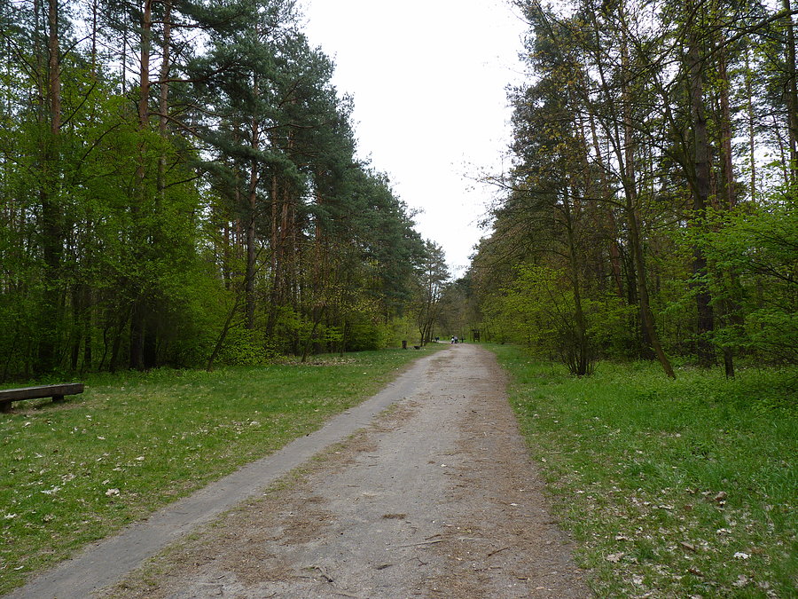 Lasek w Młocinach