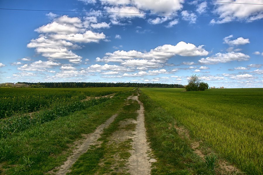 Polną dróżką do Grzędzic