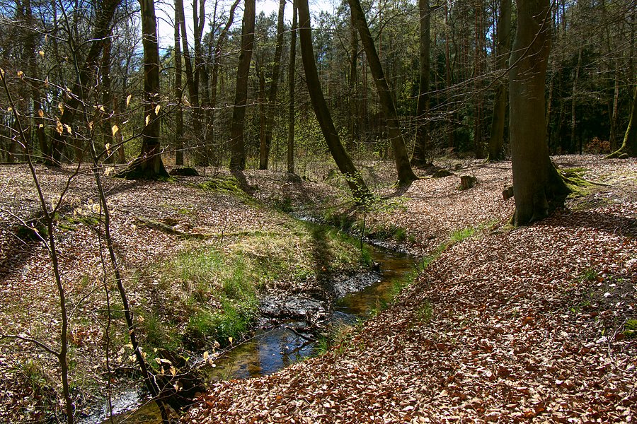 W drodze do Bącznika