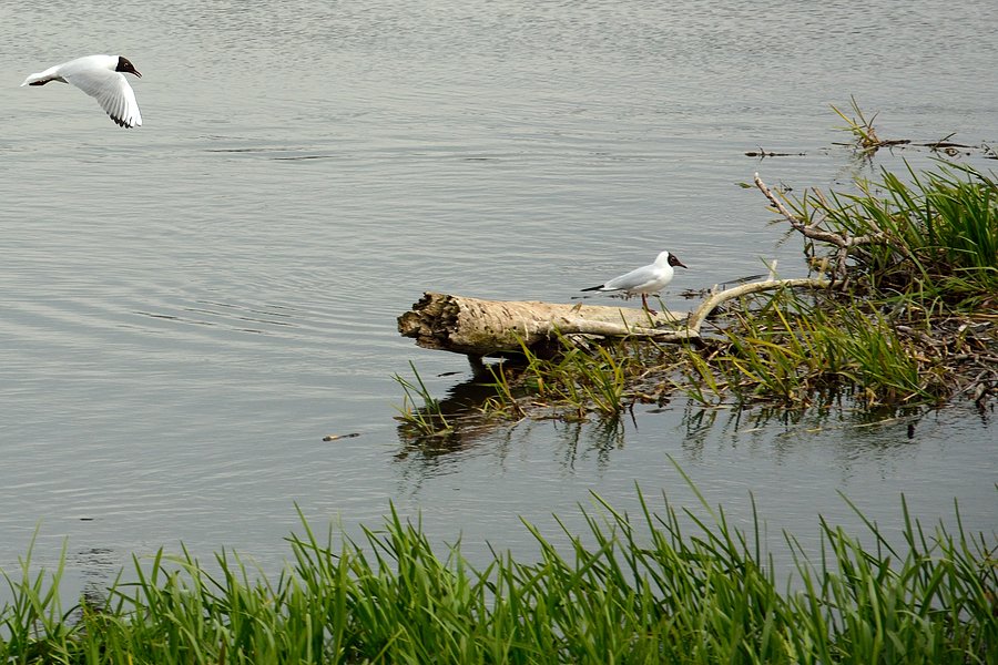 Lądowanie