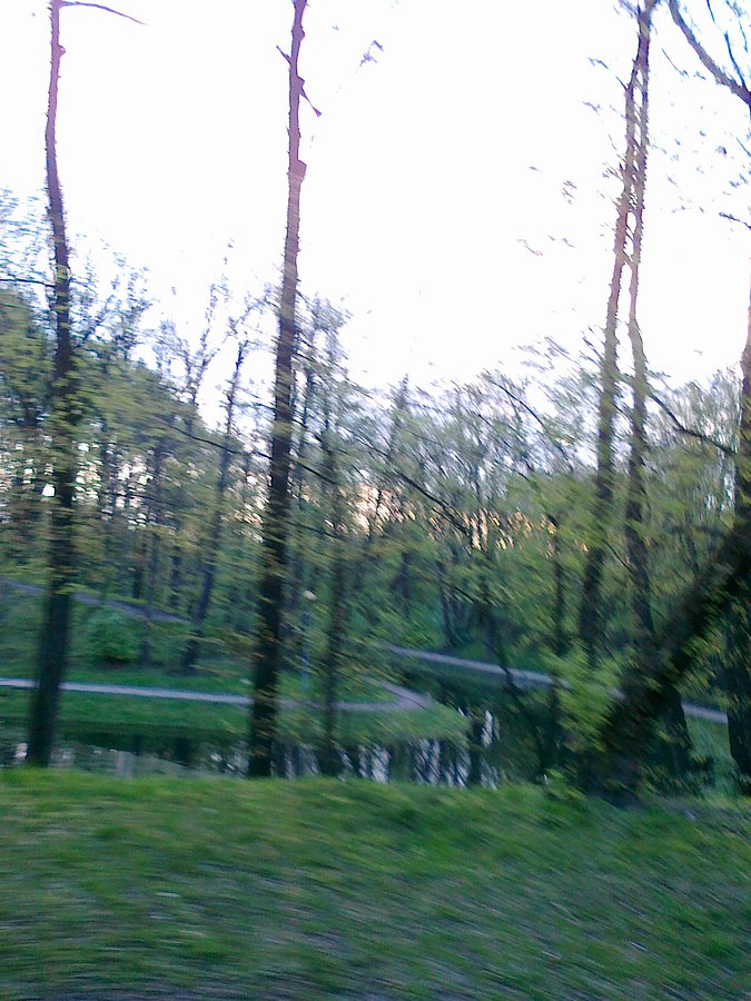 Fosa w parku