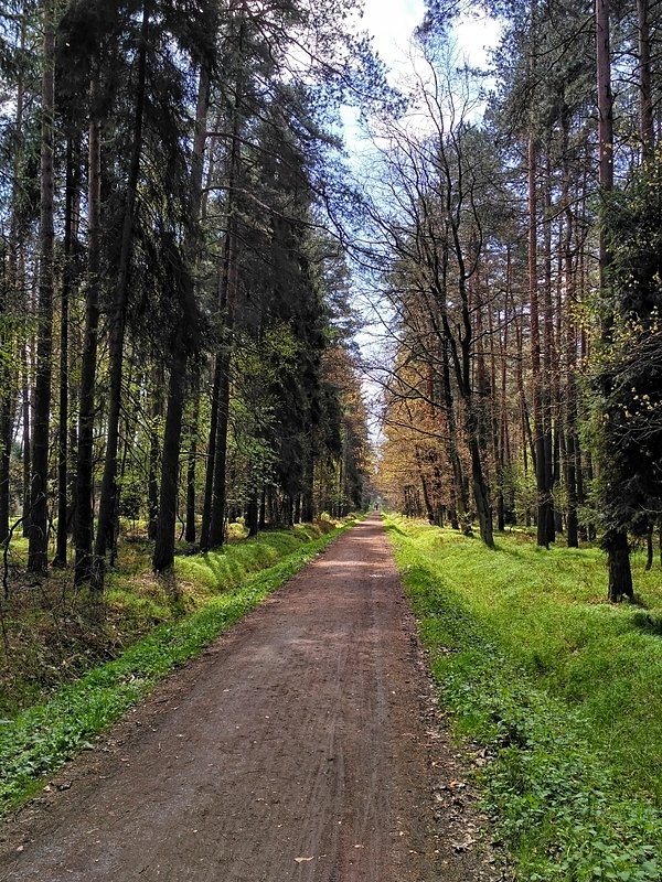 Leśna ścieżka na Paprocany