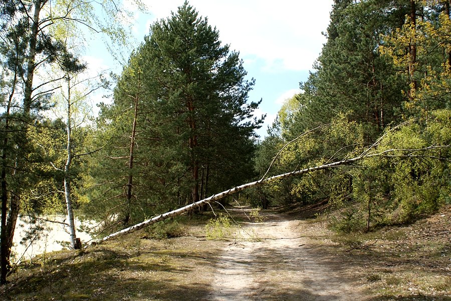 Jakiś czas temu ta brzoza stała