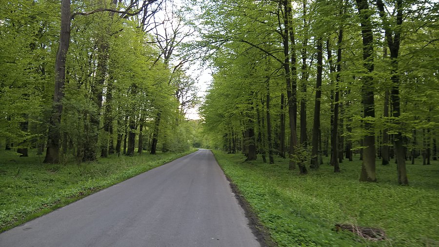 To chyba najbardziej zielony las w okolicy