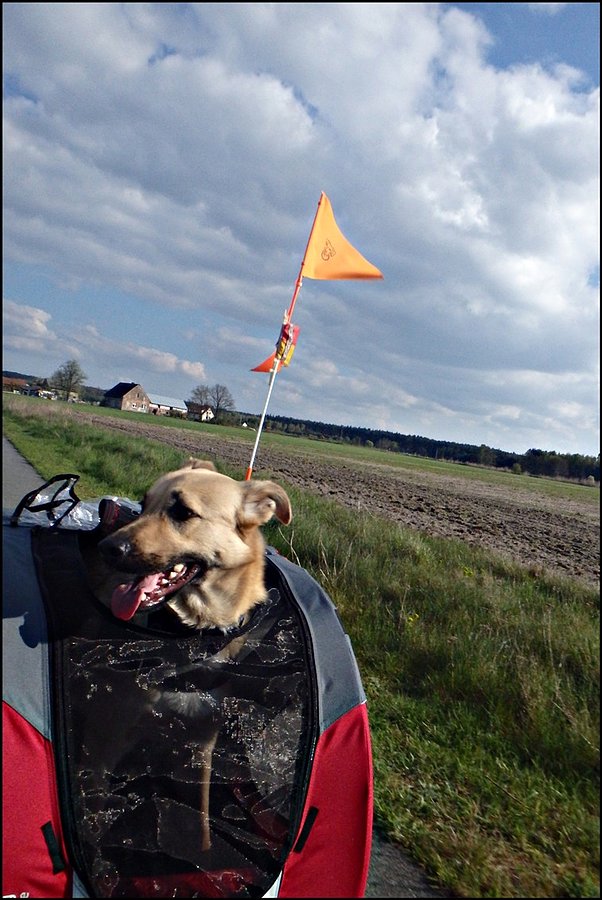 Uśmiechnięty Mango w przyczepce d1