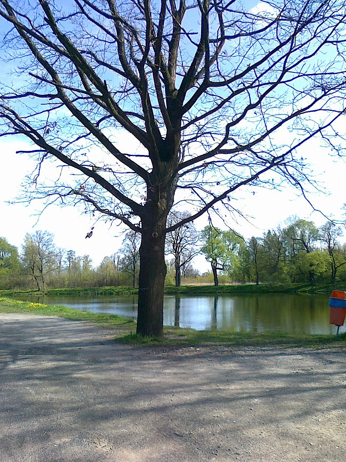 Drzewo nad stawem