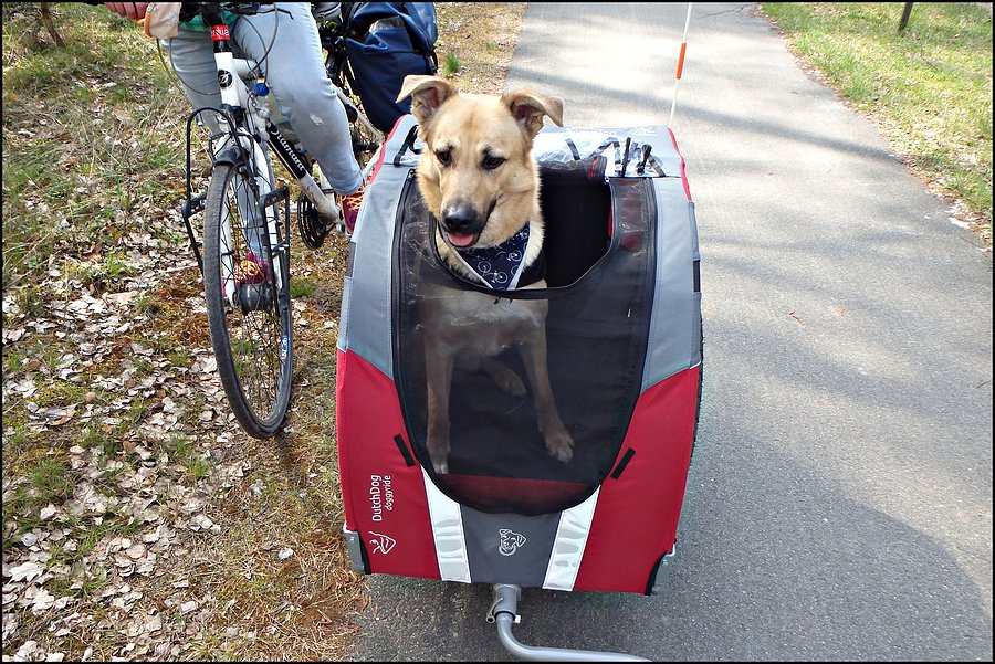 Rowerowa przyczepka dla psa DoggyRide Novel