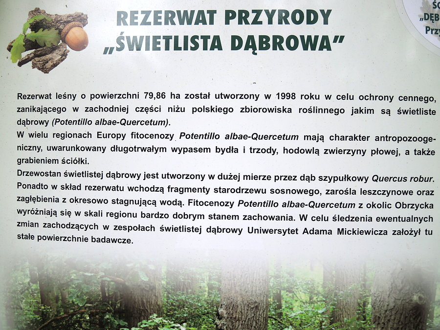 Kilka informacji na temat rezerwatu Świetlista Dąbrowa