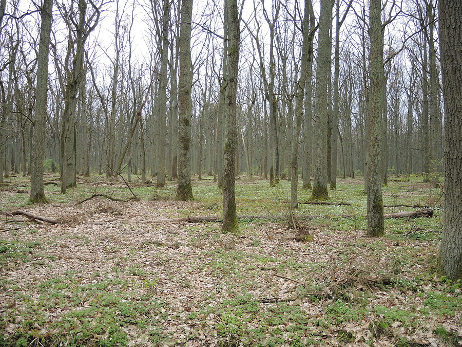 Świetlista Dąbrowa