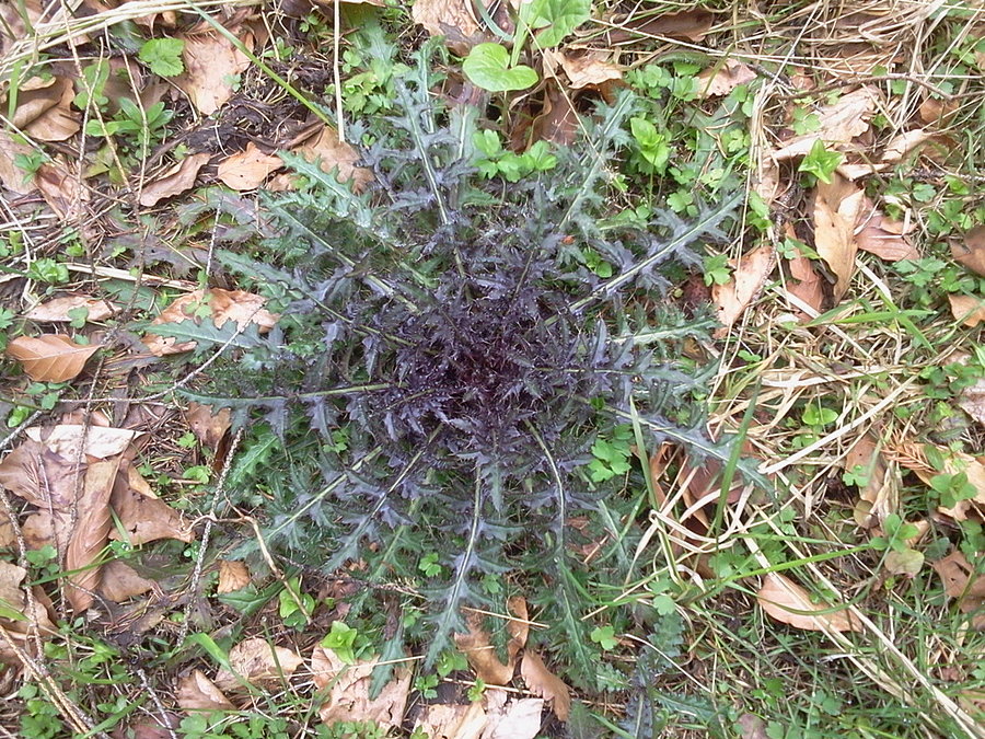 Dziewięćsił