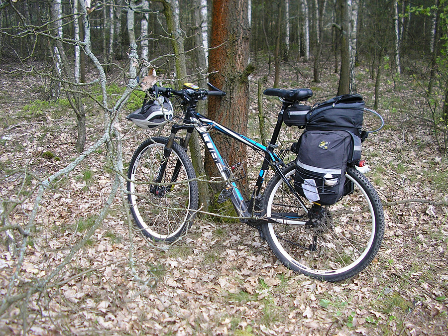 Pauza w lasku