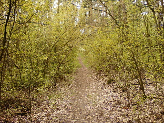 Leśny podjazd