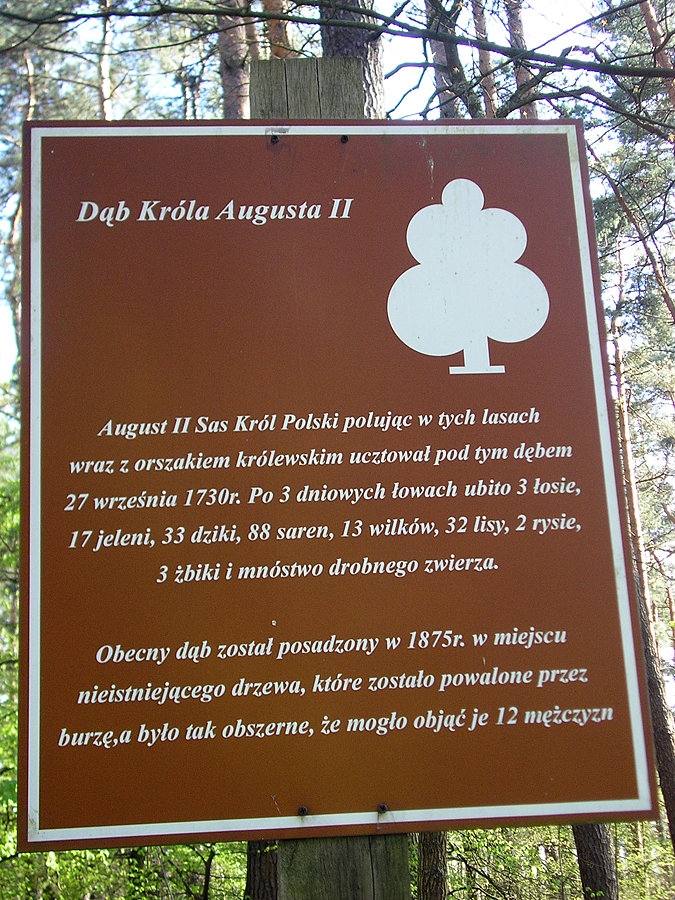 Dąb Króla Augusta II