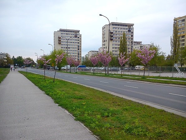 Rajskie jabłonki zdobia miasta swoim kwieciem
