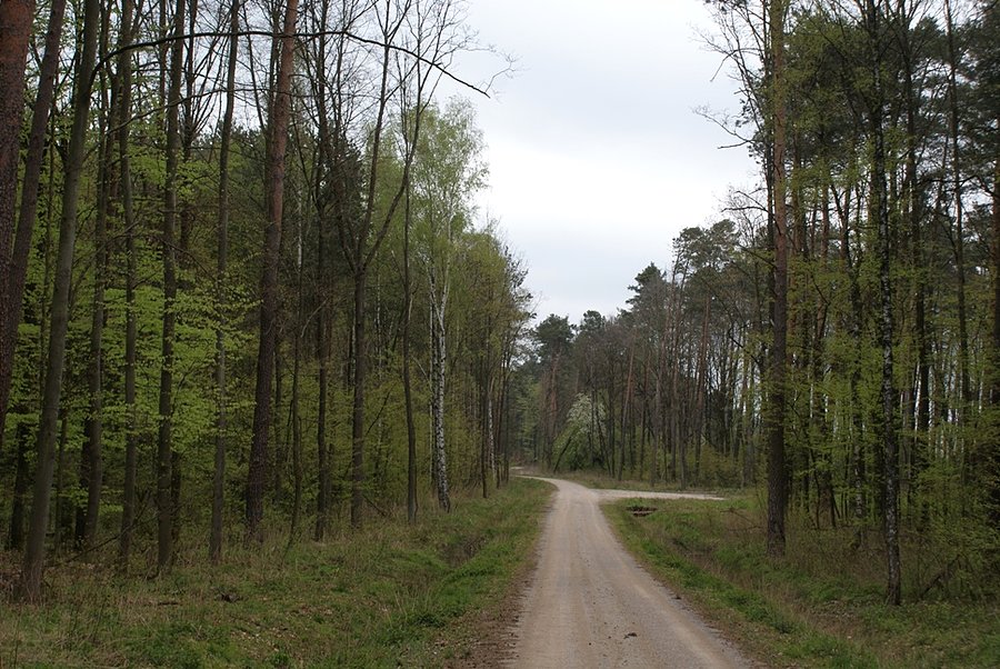 Drogą leśną w okolicach Wiaderna