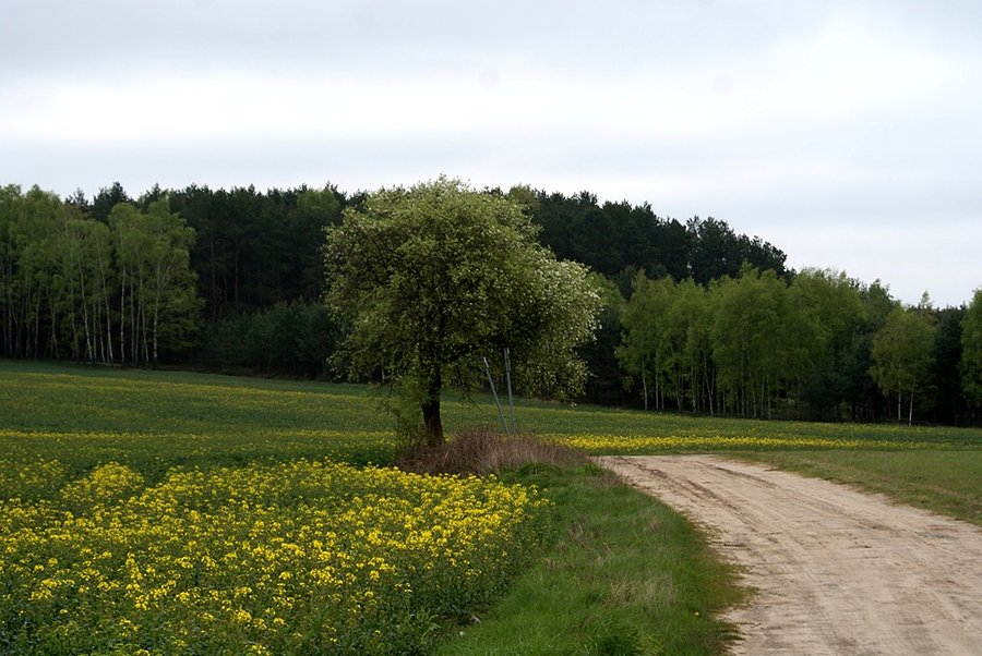 Szutrowy szlak rowerowy