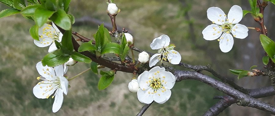 Wiosna. Wiosna