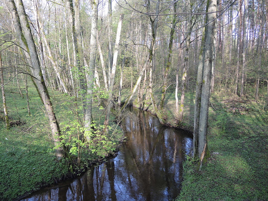Bukówka na trasie Wieleń - Człopa