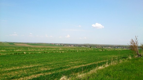 Pola w Fajsławicach