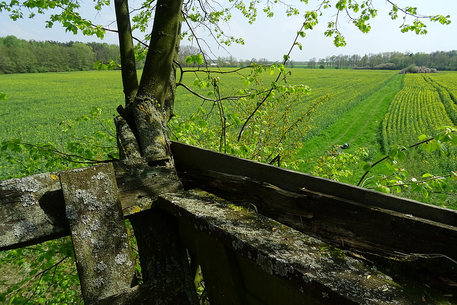 Przyroda podwarszawska. Rusiec
