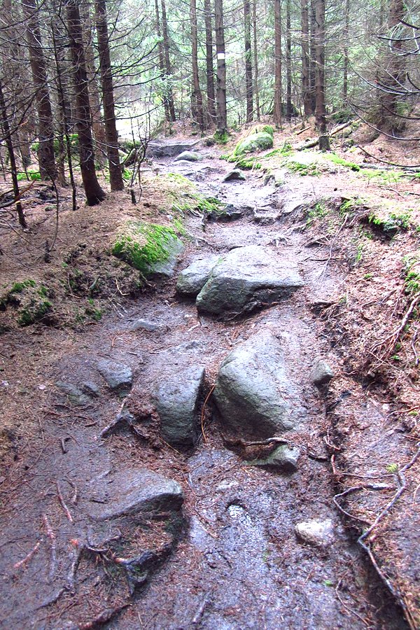 Ścieżka