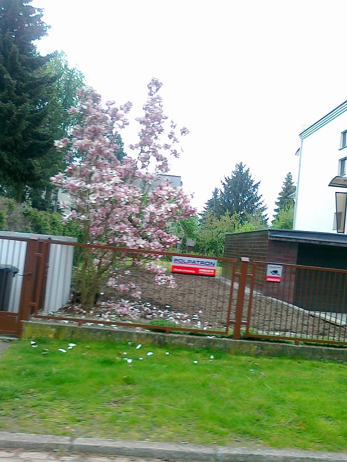 Magnolia już przekwita