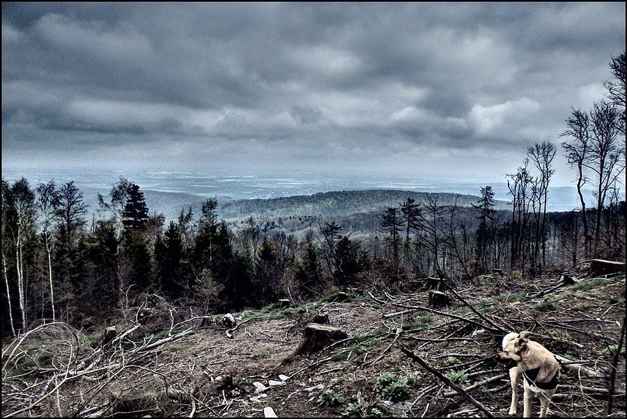 Widok z góry