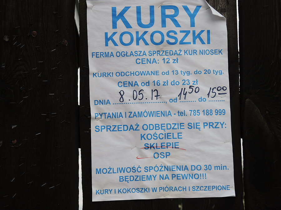 Kury i kokoszki w piórach i szczepione