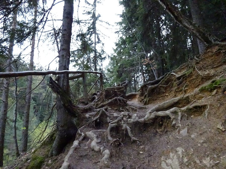 Sekcja korzeniowa